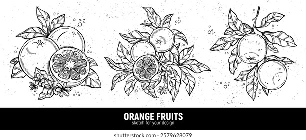 Hand drawn set of oranges sketches. Illustrations of orange fruits with leaves for poster, prints, menu, card or textile