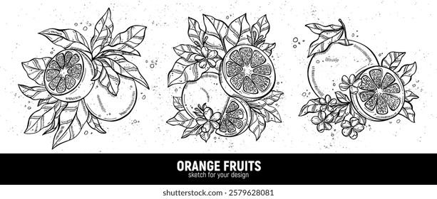 Hand drawn set of oranges sketches. Illustrations of orange fruits with leaves for poster, prints, menu, card or textile