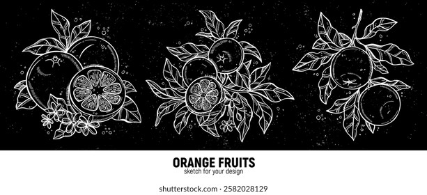 Hand drawn set of oranges sketches. Illustrations of orange fruits with leaves for poster, prints, menu, card or textile