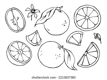 Conjunto de naranjas, rodajas y hojas dibujadas a mano. Esbozar el esquechy vectorial en blanco y negro. Ilustración a mano alzada de cítricos con forma de doodle. 