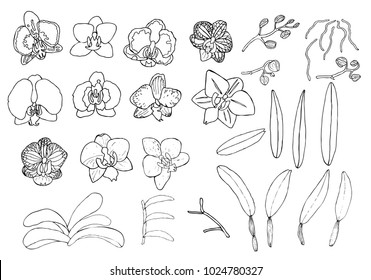 Hand drawn set of orchid flowers and floral elements. Isolated on white. Black and white vector illustration.