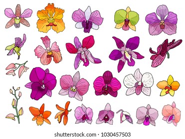 Hand drawn set of orchid flowers and floral elements. Isolated on white.Colored vector illustration.