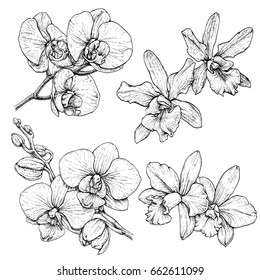Hand drawn set with orchid flowers. Black and white vector illustration isolated on white