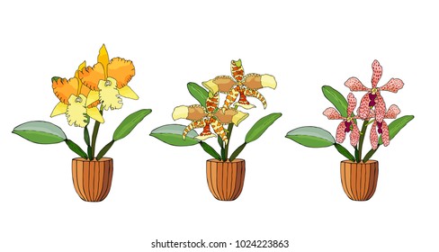Hand drawn set of orchids in flower pots. Isolated on white.Colored vector illustration.