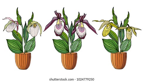 Hand drawn set of orchids in flower pots. Isolated on white.Colored vector illustration.