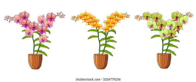 Hand drawn set of orchids in flower pots. Isolated on white.Colored vector illustration.