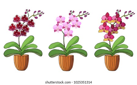Hand drawn set of orchids in flower pots. Isolated on white.Colored vector illustration.