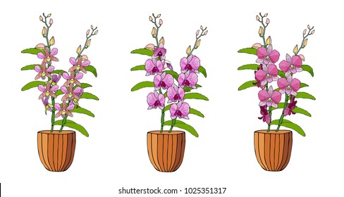 Hand drawn set of orchids in flower pots. Isolated on white.Colored vector illustration.
