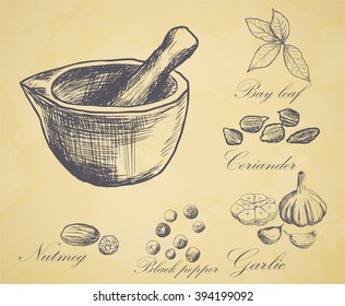 Hand drawn set of organic spices. Vector illustration