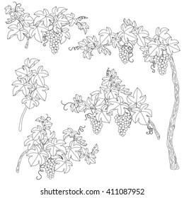 Hand drawn set of outlines branches with bunch of grapes and leaves.  Black and white elements for coloring. 