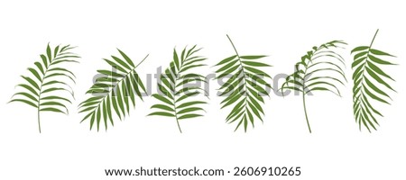 Hand drawn set with palm tree branches. Coconut palm leaves in a row.