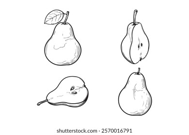 Hand drawn set of pears,Line art style illustration