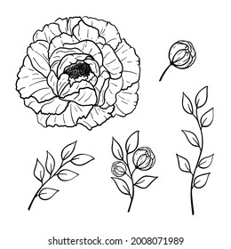 Conjunto dibujado a mano de flores de peonías, hojas aisladas en fondo blanco. Ilustración decorativa de dibujos de doodles vectoriales. Concepto de arte de línea floral
