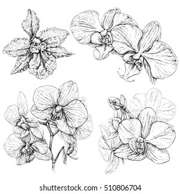 Hand drawn set with phalaenopsis orchid flowers. Black and white vector illustration isolated on white