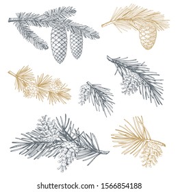 Hand drawn set with pine cones and branches. Vector illustrations