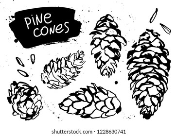 Hand drawn set of pine or spruce cones. Black and white vector sketch of pinecones