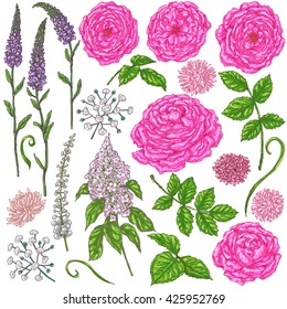 Hand drawn set of pink roses, small flowers, buds and green leaves isolated on white. Floral elements for decoration. Vector sketch.
