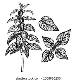 Hand drawn set of plant nettle. Retro isolated sketches. Vintage figure. Linear graphic design. Black and white image. Vector illustration.
