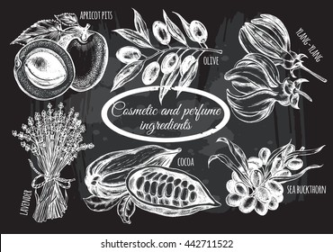 Hand drawn set of plants and herbs - olive branch, sea buckthorn, ylang-ylang, cocoa beans, lavender, apricot. Template for design of organic cosmetics. Vector illustration.