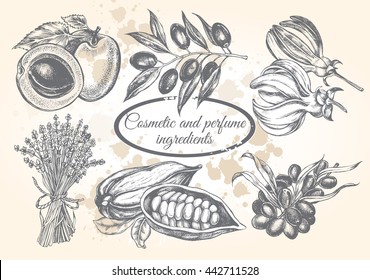 Handgezeichnete Pflanze und Kräuter - Olivenzweig, Seeborn, Yang-ylang, Kakaobohnen, Lavendel, Aprikose. Muster für die Gestaltung von organischen Kosmetika. Vektorillustration.