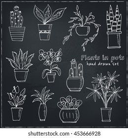 Hand drawn Set of Plants in the pots. Isolated vector illustration for identity, design, decoration, packages product and interior decoration