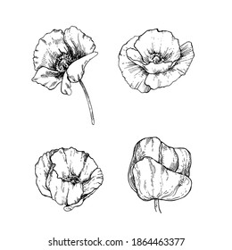 Hand drawn set of poppy flowers. Isolated vector flowers on white background for design and decor