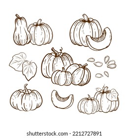 Hand drawn set of pumpkin sketch isolated on white background.Ink drawing.Illustration for menu, farmers markets, print. 
Pumpkins retro vintage. Vector illustration.