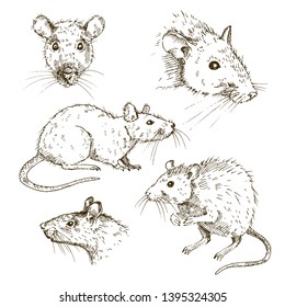 Hand drawn set of rats and mouses isolated on white background. Sketch, vector illustration.
