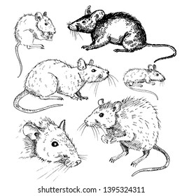 Hand drawn set of rats and mouses isolated on white background. Sketch, vector illustration.