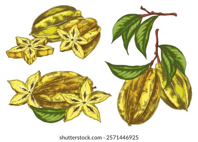 Hand drawn set of ripe yellow carambola fruits, whole and sliced with leaves. Vector illustration of exotic elements for summer fruit theme. Isolated background. Icons for design. Hand drawn.