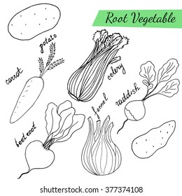 Hand drawn set with root vegetables. Sketch illustration.