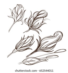 Hand drawn set of rose buds. Outline vector illustration on white background.