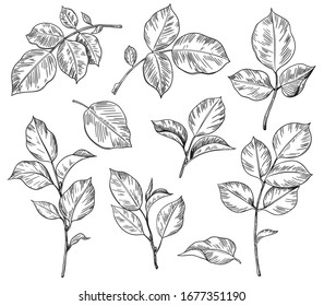 Hand drawn set of rose leaves isolated on white background. Monochrome floral elements, plant parts vector sketch.