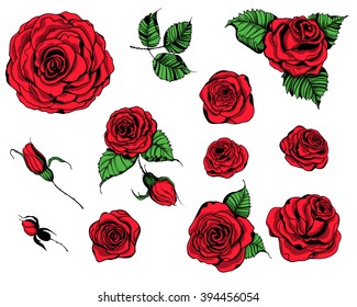 Hand drawn set of roses, rose buds and leaves on white background.