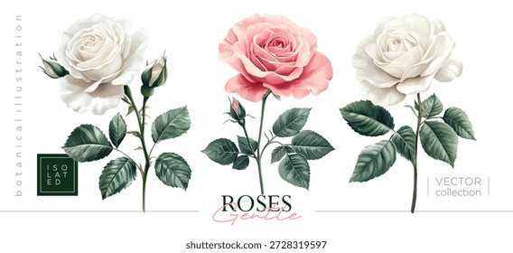 Hand drawn set of roses. Vectorized hand drawn gouache illustrations. Illustrations in the style of vintage painting and botanical illustration