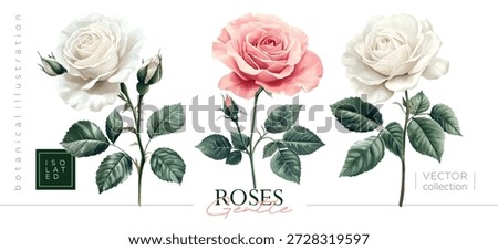 Hand drawn set of roses. Vectorized hand drawn gouache illustrations. Illustrations in the style of vintage painting and botanical illustration