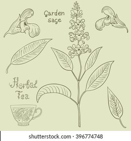 Hand drawn set of salvia sage.  Vector illustration. 