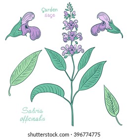 Hand drawn set of salvia sage.  Vector illustration. 