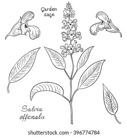 Hand drawn set of salvia sage.  Vector illustration. 