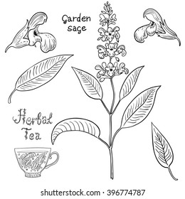 Hand drawn set of salvia sage.  Vector illustration. 