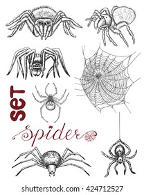 Hand drawn set with scary spiders and cobweb isolated. Doodle line art illustration and graphic sketch, black and white vector with icons, tarantula and black widow, halloween collection