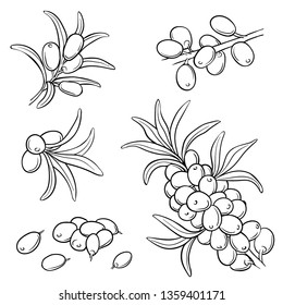 Hand drawn set of sea buckthorn branches. Vector illustration. Healing tea, oil and medicinal edible berry. Food ingredient, cooking, beauty. For cosmetic and tea packaging design, medicinal herb