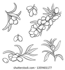 Hand drawn set of sea-buckthorn branches. Vector illustration. Healing tea, oil and medicinal edible berry. Food ingredient, cooking, beauty. For cosmetic and tea packaging design, medicinal herb