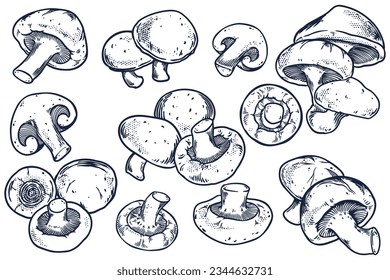 Hand drawn set of Shitake mushroom isolated on white background.