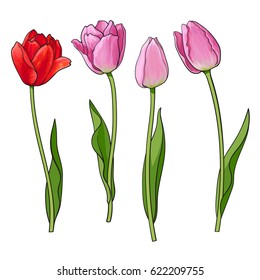 Hand drawn set of side view red, pink open and closed tulip flower, sketch style vector illustration isolated on white background. Realistic hand drawing of tulip flowers, decoration element