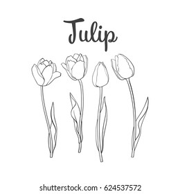 Hand drawn set of side view black and white open and closed tulip flower, sketch style vector illustration isolated on white background. hand drawing of tulip flowers, decoration element