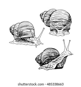 Hand drawn set of snails. Black and white vector sketch. Vintage image for snails farm. Doodle line illustration with animals.