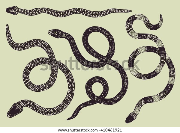 Hand Drawn Set Snakes Vector Illustration Stock Vector (Royalty Free ...