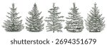 Hand drawn set with snowy green  spruce tree. Vector illustration.