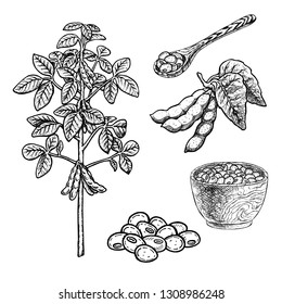 Hand drawn set of soy plant porridge in bowl, spoon and beans. Retro isolated sketches. Vintage figure. Linear graphic design. Black and white image. Vector illustration.